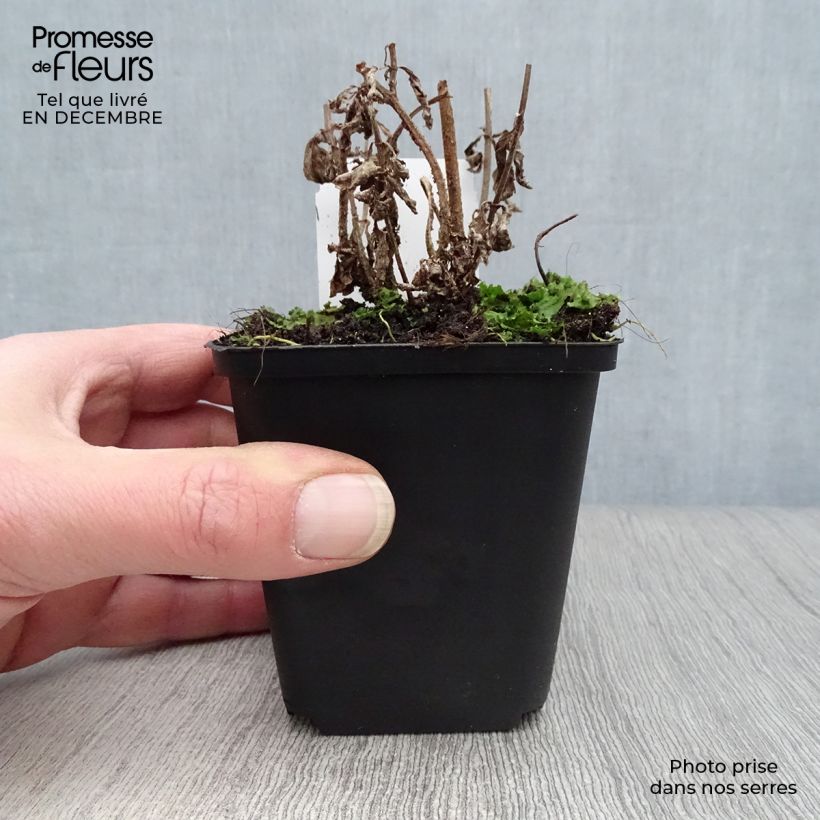 Verbena hastata Rosea Maceta de 8/9 cm Ejemplar entregado en invierno