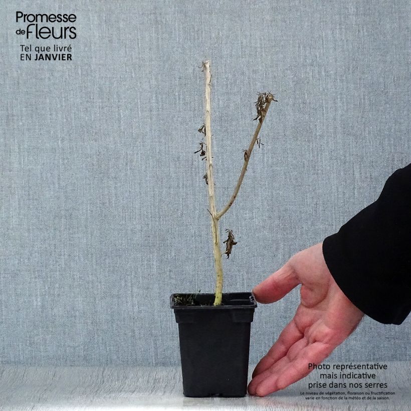 Burro - Aloysia polystachia Maceta de 7/8 cm Ejemplar entregado en invierno