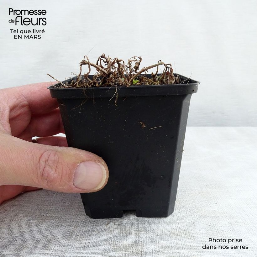 Verbena hastata White Spires Maceta de 8/9 cm Ejemplar entregado en la primavera