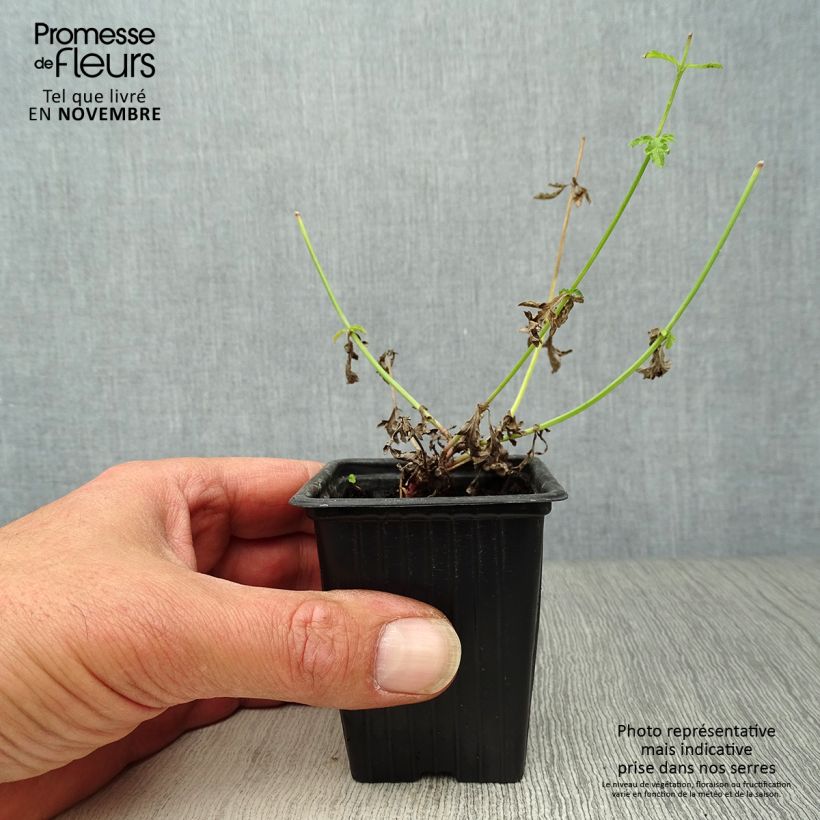 Ejemplar de Verbena BIO - Verbena officinalis Maceta de 7/8 cm entregado en otoño