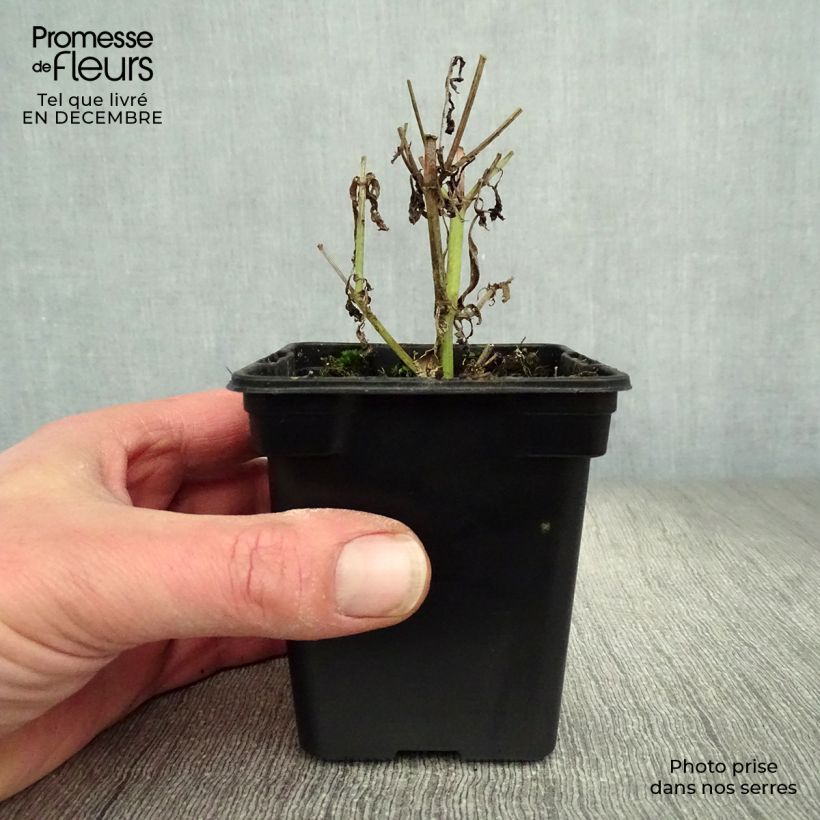 Verbena BIO - Verbena officinalis Maceta de 7/8 cm Ejemplar entregado en invierno