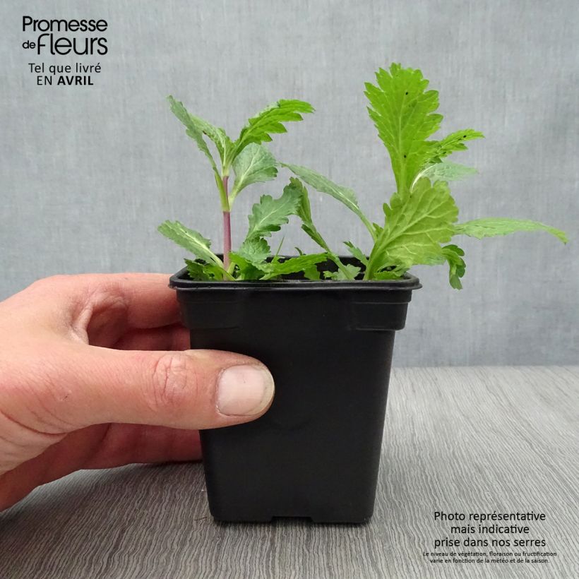 Verbena BIO - Verbena officinalis Maceta de 7/8 cm Ejemplar entregado en la primavera