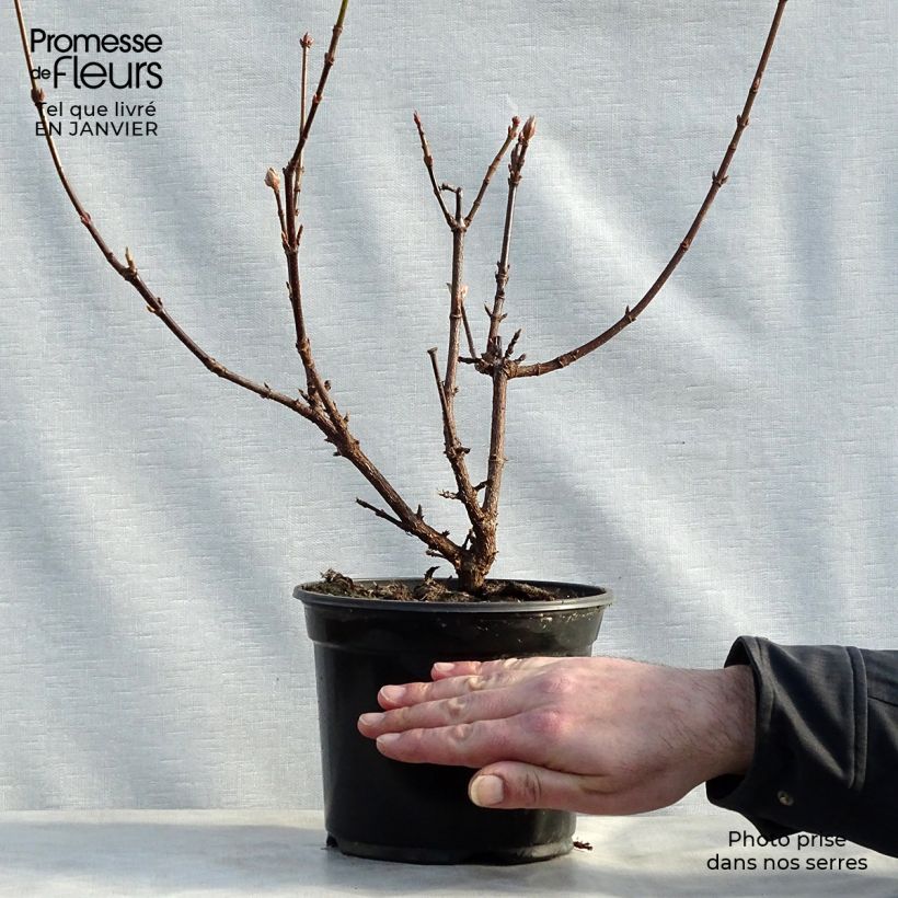 Viburnum bodnantense Dawn - Viburno Maceta 2L/3L Ejemplar entregado en invierno
