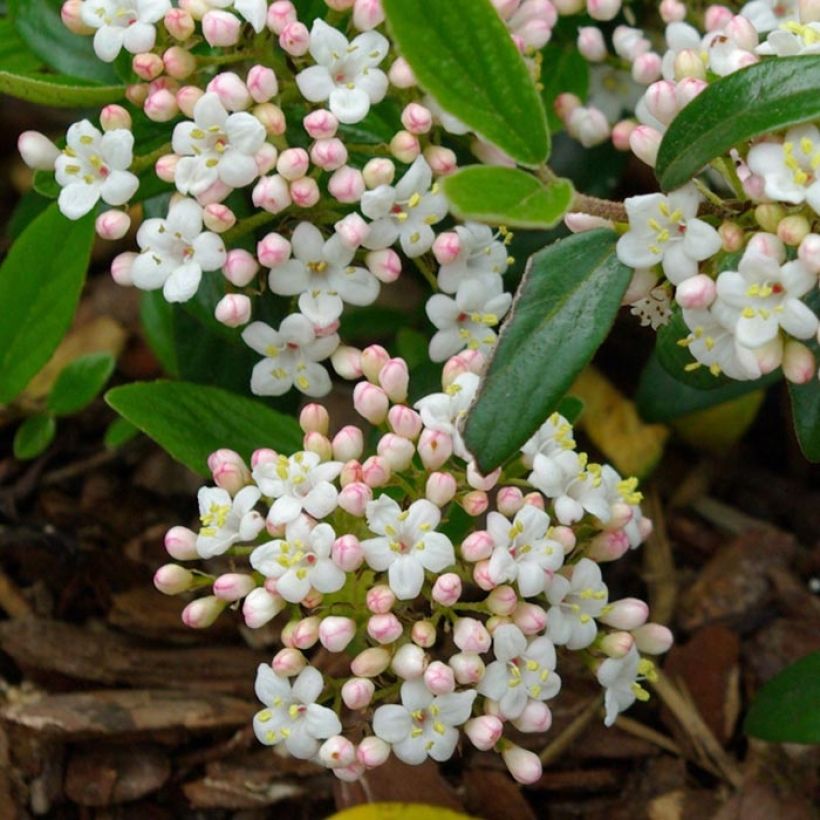 Viburnum burkwoodii Conoy - Viburno (Floración)