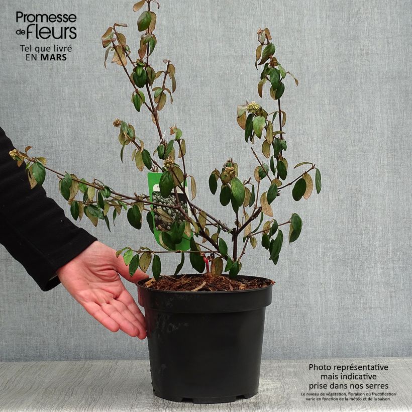 Viburnum burkwoodii Conoy - Viburno Maceta 4L/5L Ejemplar entregado en invierno