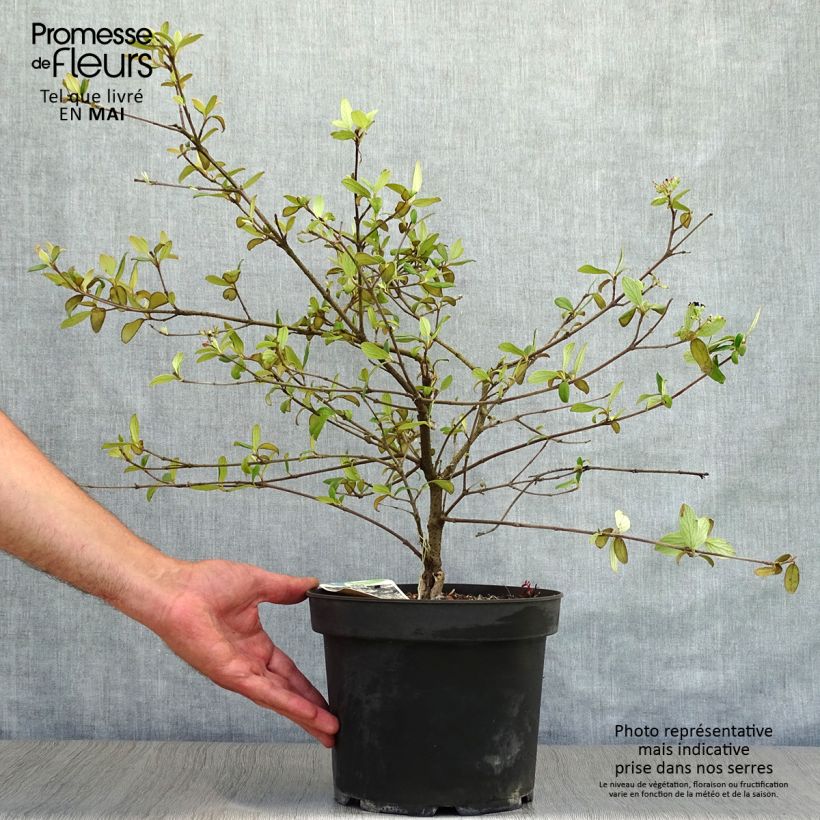 Viburnum burkwoodii Conoy - Viburno Maceta 4L/5L Ejemplar entregado en la primavera