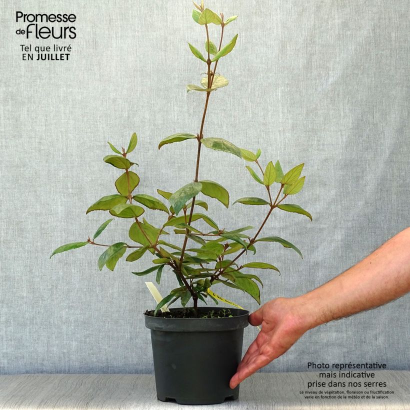 Ejemplar de Viburnum burkwoodii - Viburno Maceta 3L/4L entregado en verano
