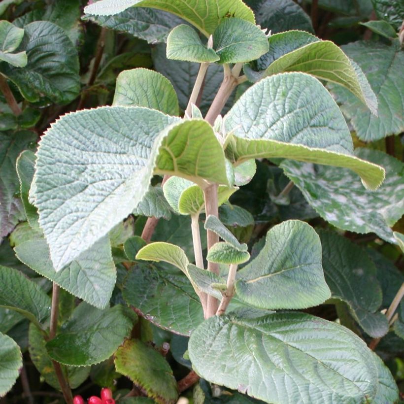 Viburnum carlesii Juddii - Viburno (Follaje)