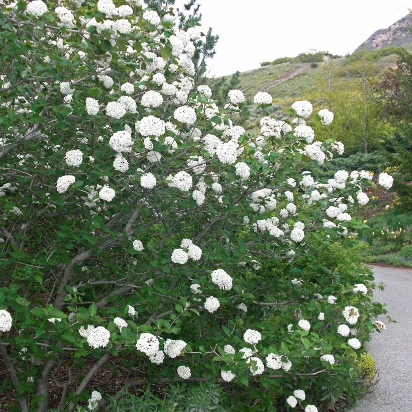 Viburnum carlesii Juddii - Viburno (Porte)