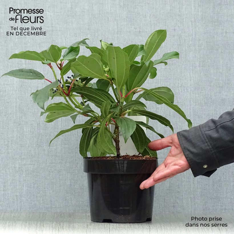 Viburnum davidii - Viburno chino Maceta 3L/4L Ejemplar entregado en invierno