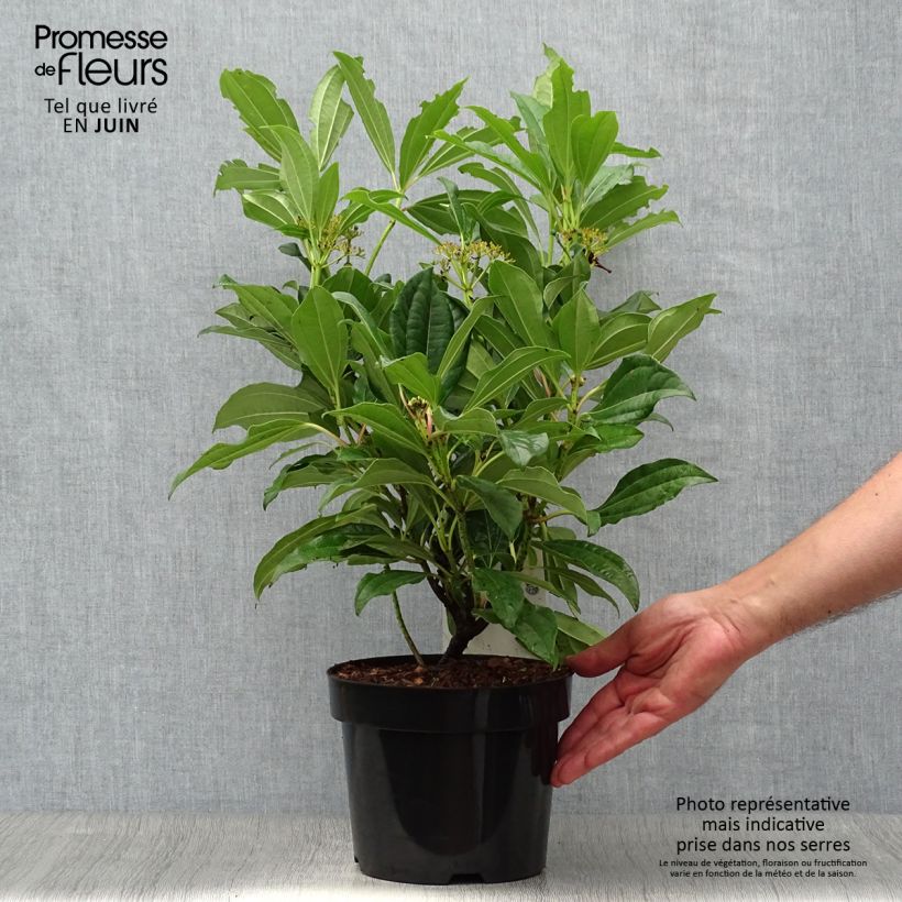 Ejemplar de Viburnum davidii - Viburno chino Maceta 3L/4L entregado en verano