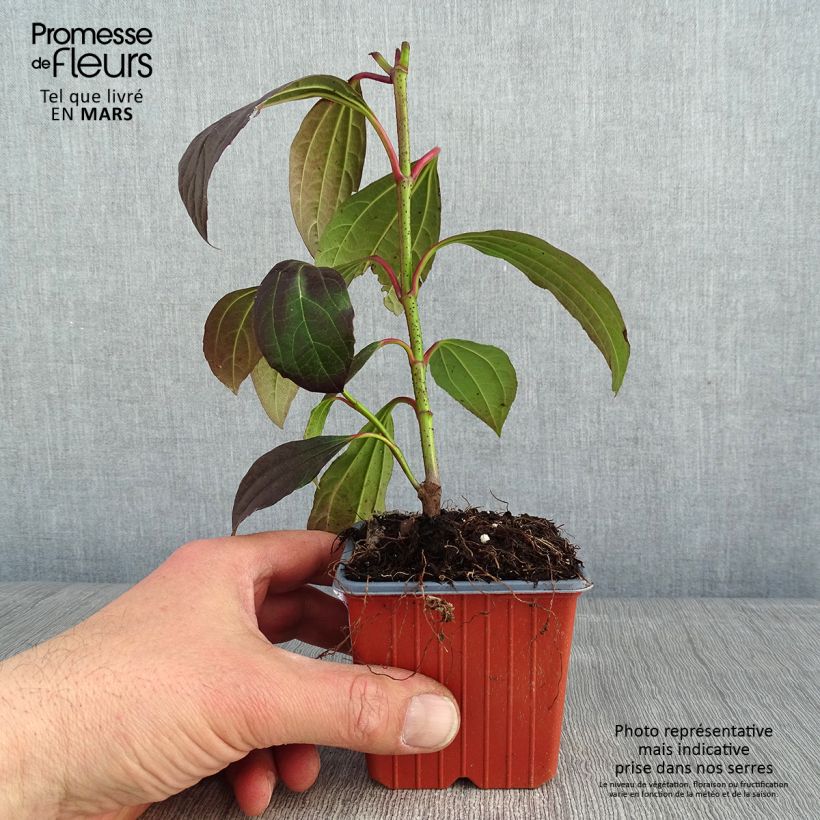 Viburnum davidii - Viburno chino Maceta de 8/9 cm Ejemplar entregado en invierno