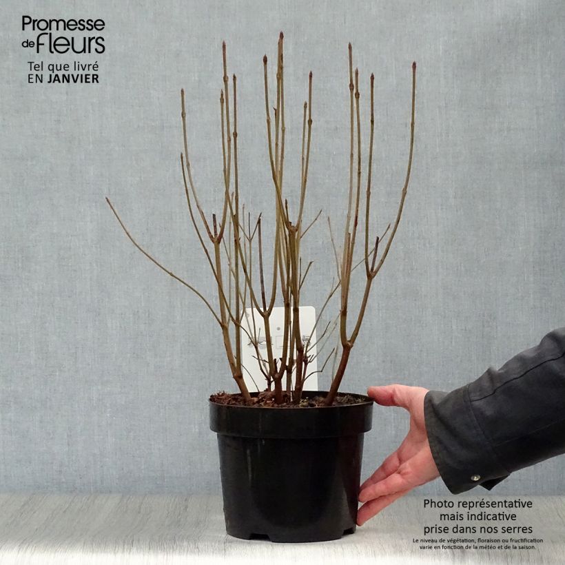 Viburnum dentatum Blue Muffin - Viburno Maceta 3L/4L Ejemplar entregado en invierno
