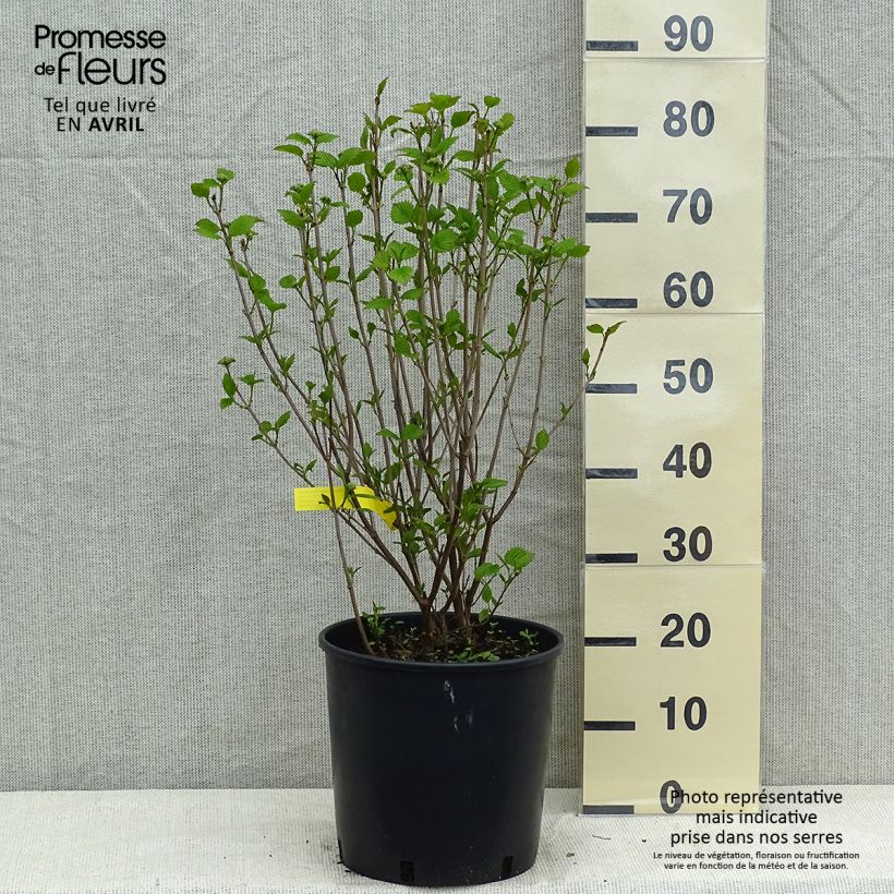 Viburnum dentatum Blue Muffin - Viburno Maceta 12L/15L Ejemplar entregado en la primavera