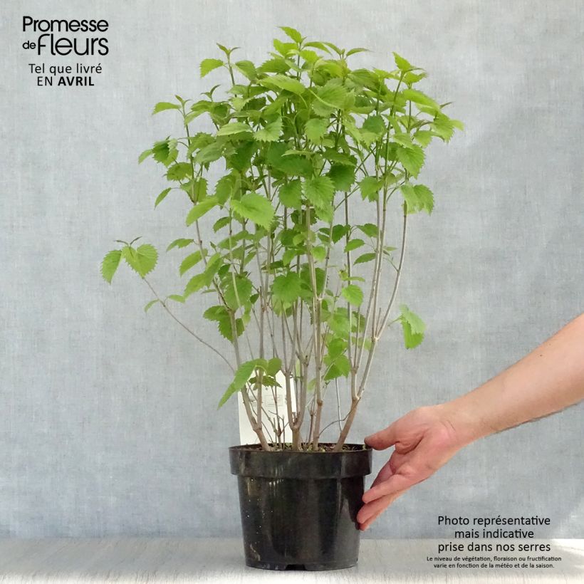 Viburnum dentatum Blue Muffin - Viburno Maceta 3L/4L Ejemplar entregado en la primavera