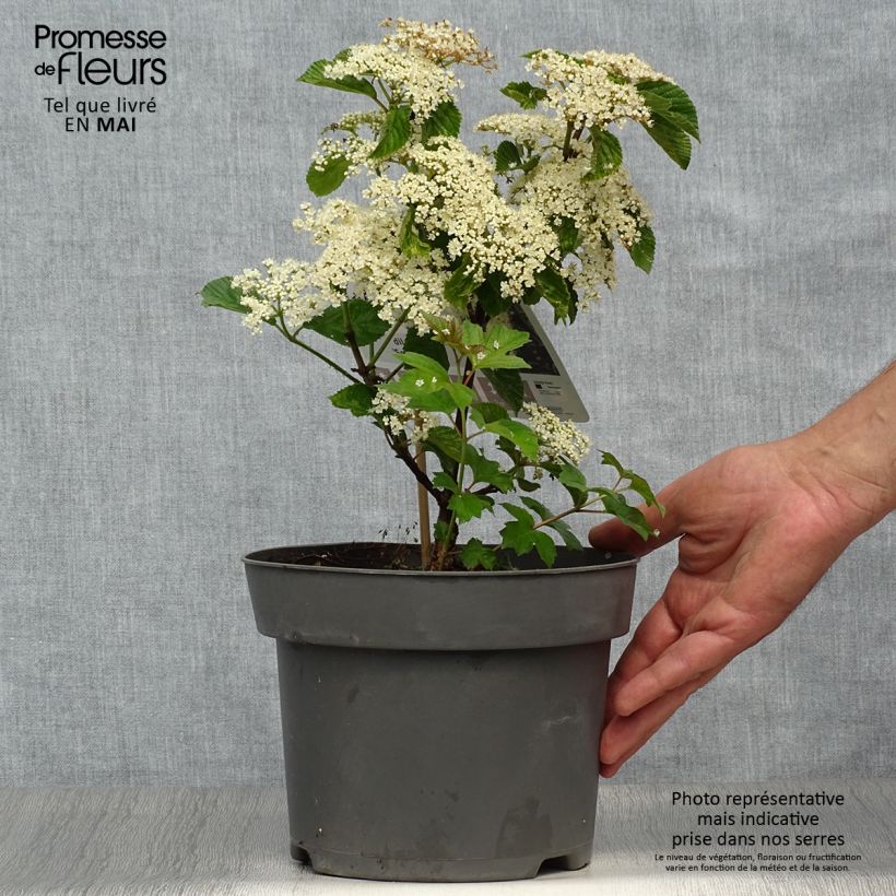 Viburnum dilatatum Sealing Wax - Viburno Maceta 4L/5L Ejemplar entregado en la primavera