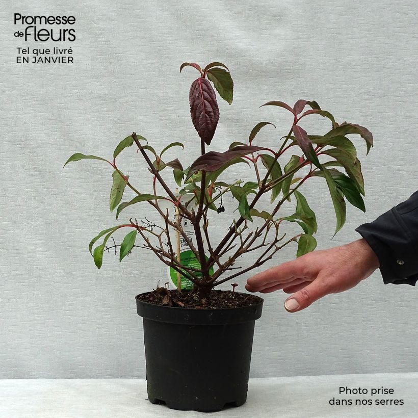 Viburnum hillieri Winton - Viburno Maceta 3L/4L Ejemplar entregado en invierno