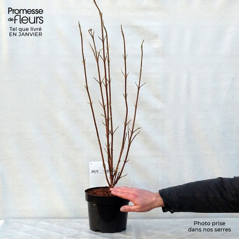 Viburnum lantana Mohican - Morrionera Maceta 3L/4L Ejemplar entregado en invierno