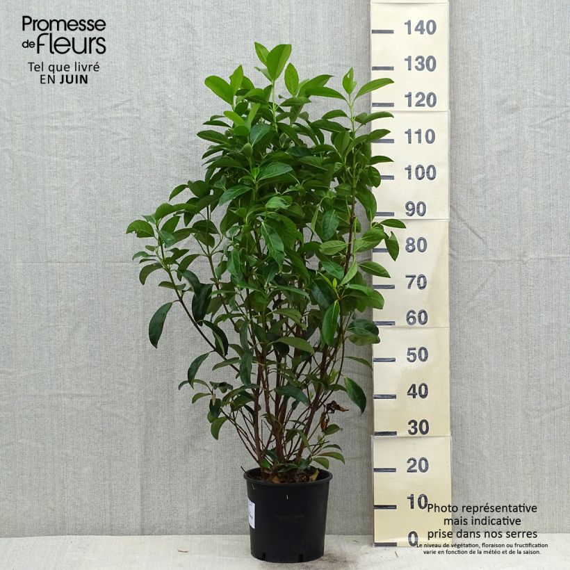 Ejemplar de Viburnum lucidum - Viburno Maceta 2L/3L entregado en verano