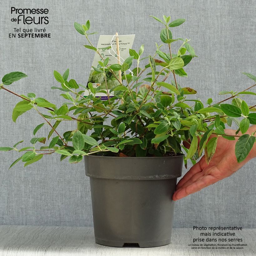 Ejemplar de Viburnum macrocephalum Happy Fortuna - Viburno Maceta 3L/4L entregado en otoño