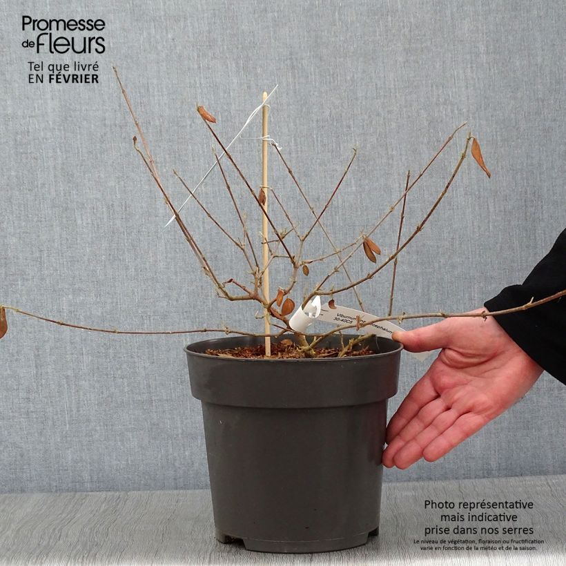 Viburnum macrocephalum Happy Fortuna - Viburno Maceta 3L/4L Ejemplar entregado en invierno