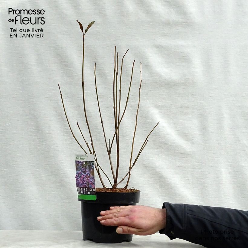 Viburnum nudum Pink Beauty - Viburno Maceta 3L/4L Ejemplar entregado en invierno