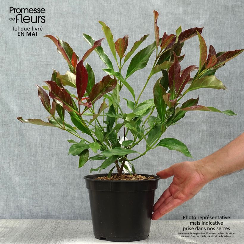 Viburnum odoratissimum Coppertop - Viburno Maceta 3L/4L Ejemplar entregado en la primavera