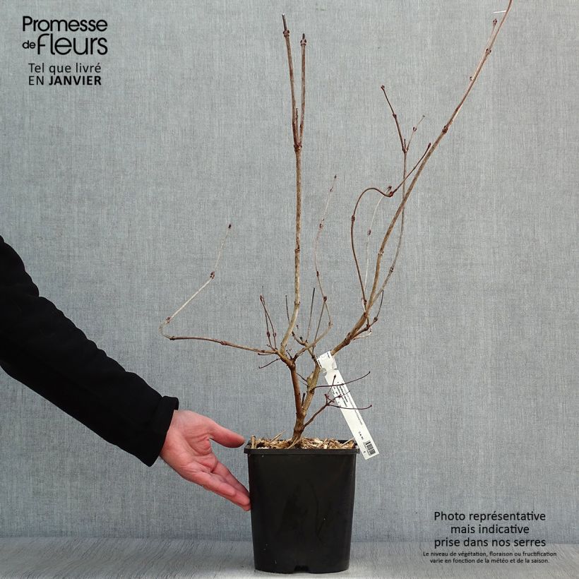 Viburnum opulus Xanthocarpum Maceta 3L/4L Ejemplar entregado en invierno