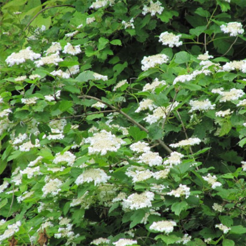 Bola de nieve - Viburnum opulus (Floración)