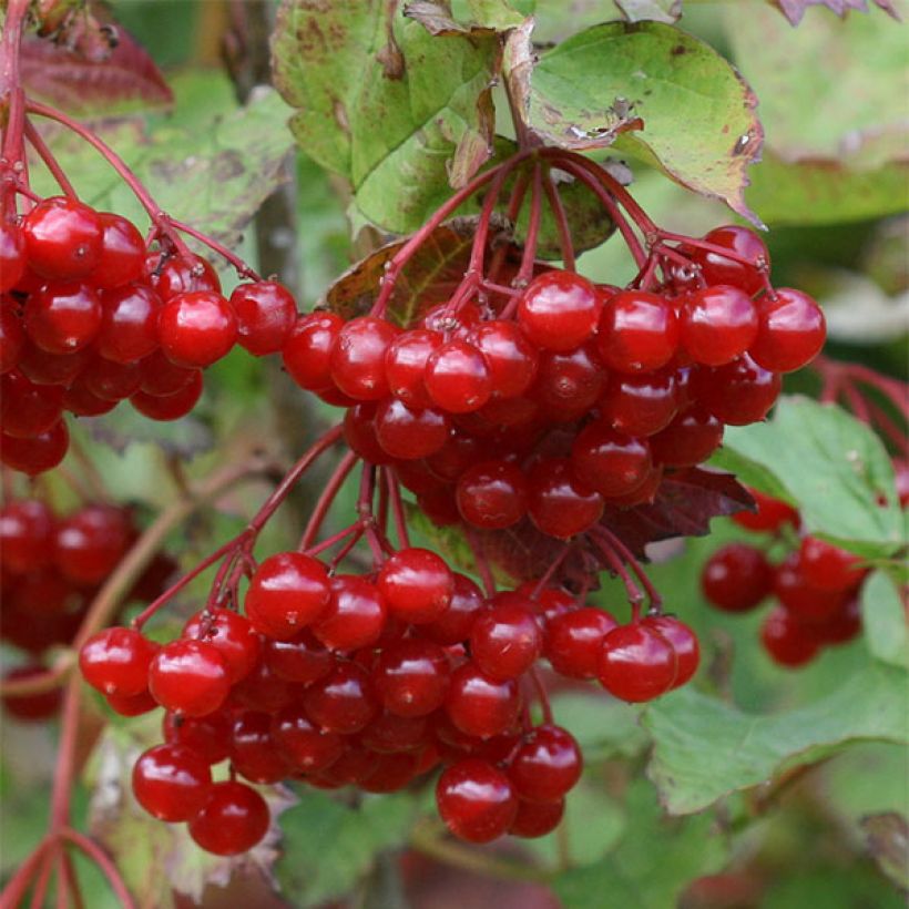 Bola de nieve - Viburnum opulus (Cosecha)