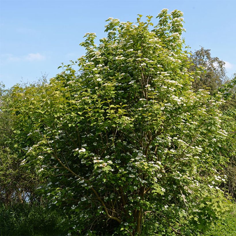 Bola de nieve - Viburnum opulus (Porte)