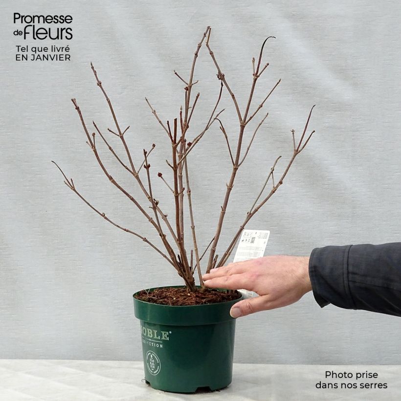 Viburnum plicatum Grandiflorum Noble - Viburno de China Maceta 2L/3L Ejemplar entregado en invierno