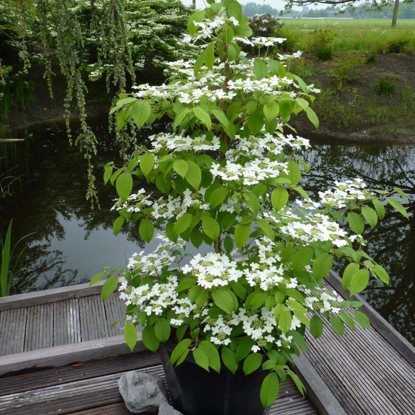 Viburnum plicatum Kilimanjaro - Viburno de China (Porte)