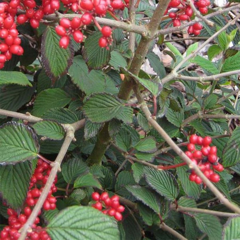 Viburnum plicatum Kilimanjaro Sunrise - Viburno de China (Follaje)