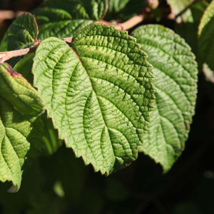 Viburnum plicatum mariesii Shasta - Viburno de China (Follaje)