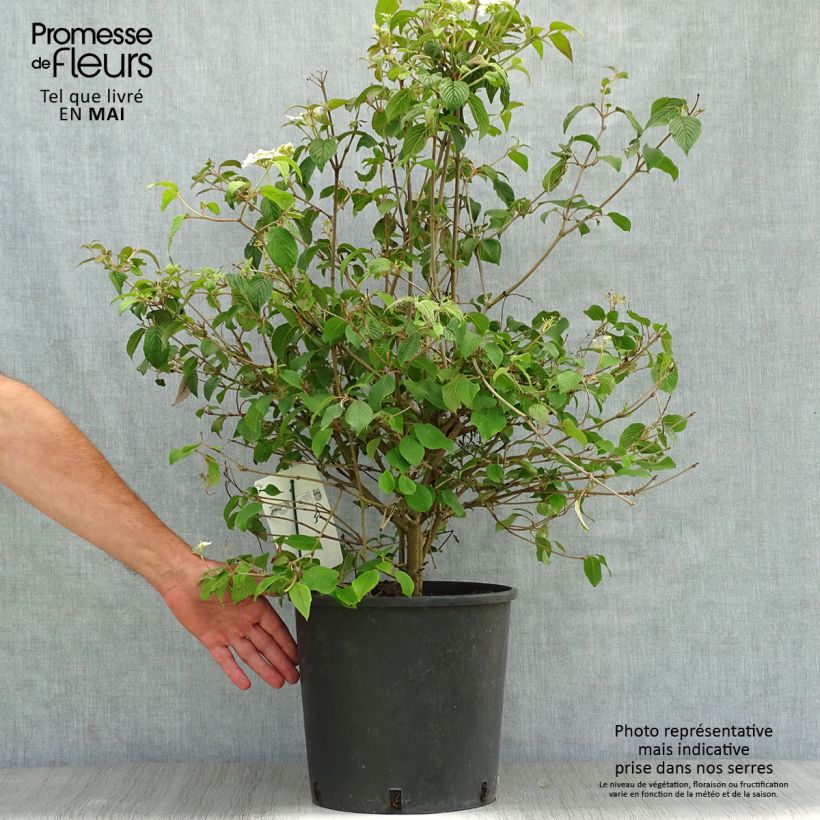 Viburnum plicatum Watanabe - Viburno de China Maceta 12L/15L Ejemplar entregado en la primavera