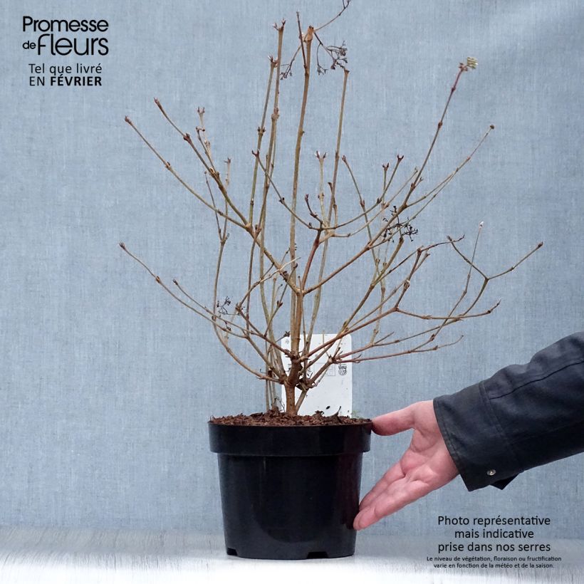 Viburnum plicatum Watanabe - Viburno de China Maceta 3L/4L Ejemplar entregado en invierno