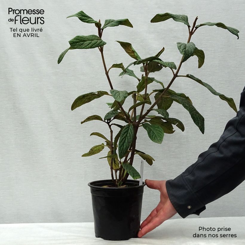 Viburnum rhytidophyllum - Viburno Maceta 2L/3L Ejemplar entregado en la primavera