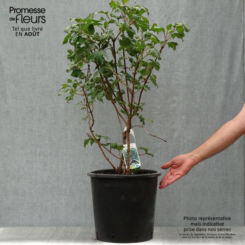 Ejemplar de Viburnum sargentii Onondaga - Viburno Maceta 18L/20L entregado en verano
