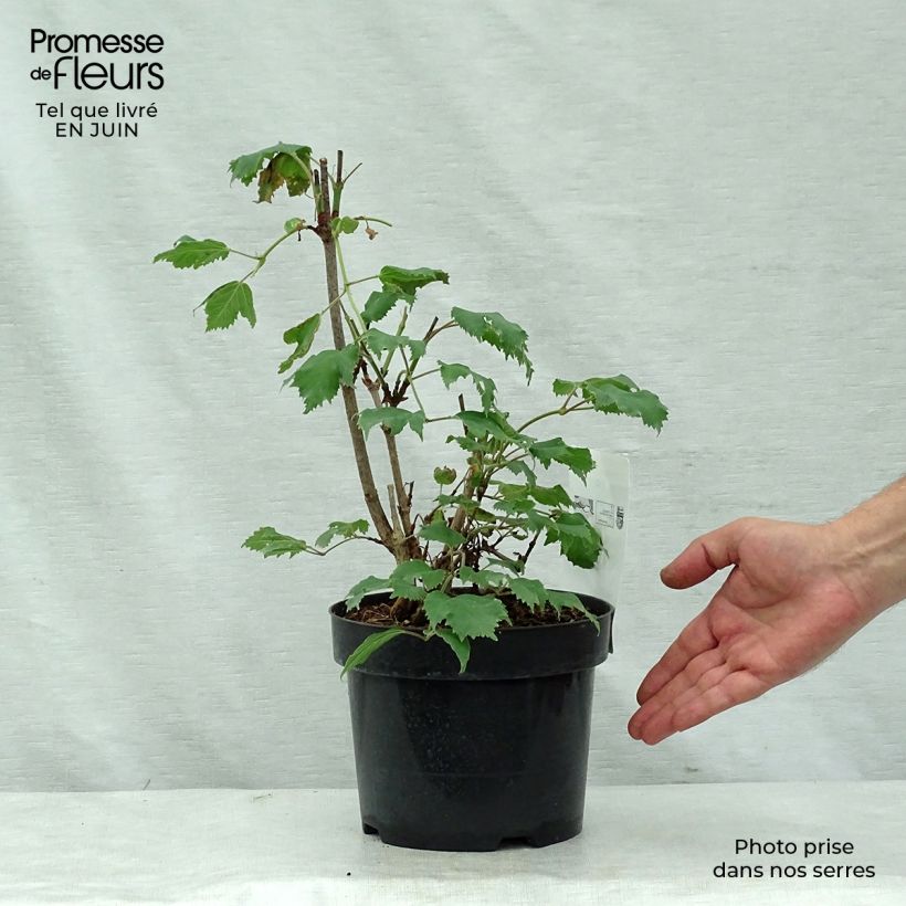 Ejemplar de Viburnum sargentii Onondaga - Viburno Maceta 2L/3L entregado en verano