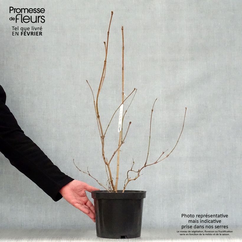Viburnum sargentii Onondaga - Viburno Maceta 2L/3L Ejemplar entregado en invierno