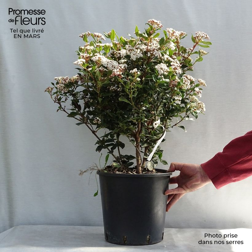 Viburnum tinus Eve Price - Durillo Maceta 7,5L/10L Ejemplar entregado en la primavera