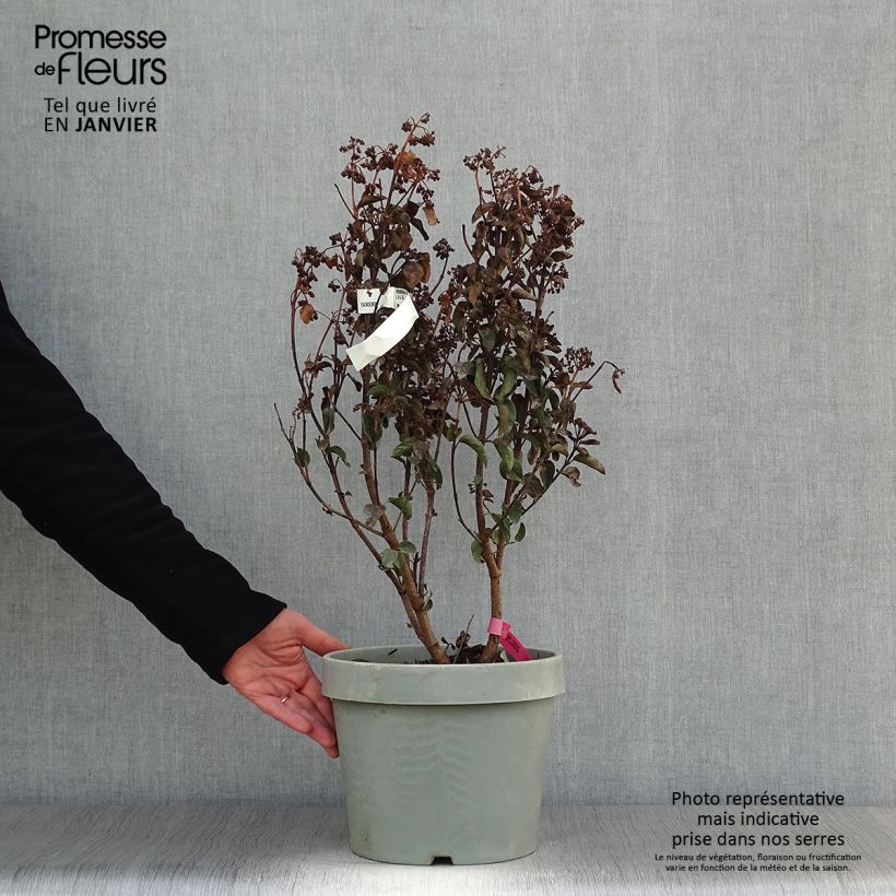 Viburnum tinus Lisarose - Durillo Maceta 7,5L/10L Ejemplar entregado en invierno