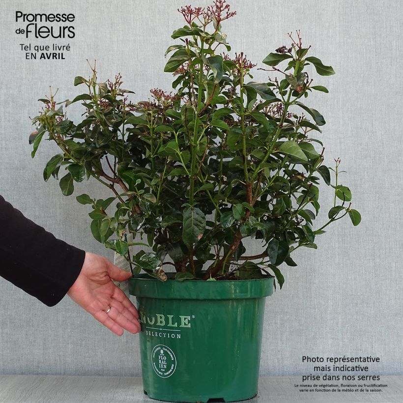Viburnum tinus Lisarose - Durillo Maceta 7,5L/10L Ejemplar entregado en la primavera