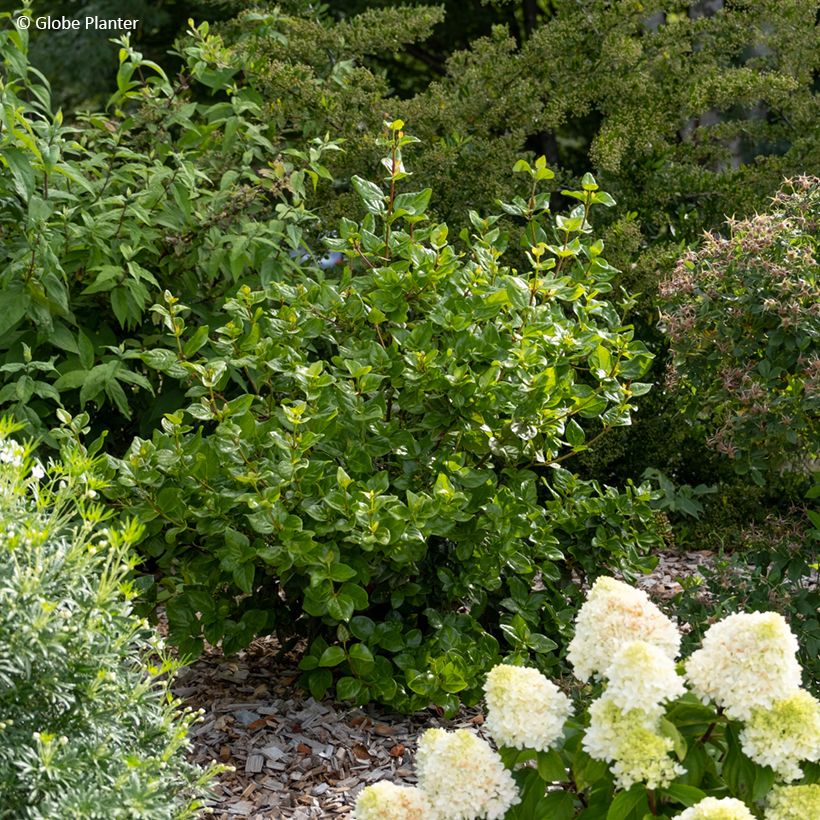 Viburnum tinus Rock'n Rolla - Durillo (Porte)