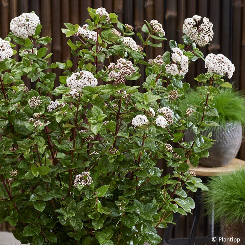 Viburnum tinus Rock'n Rolla - Durillo (Floración)