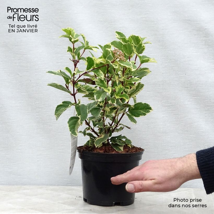 Viburnum tinus Variegatum - Durillo Maceta 2L/3L Ejemplar entregado en invierno