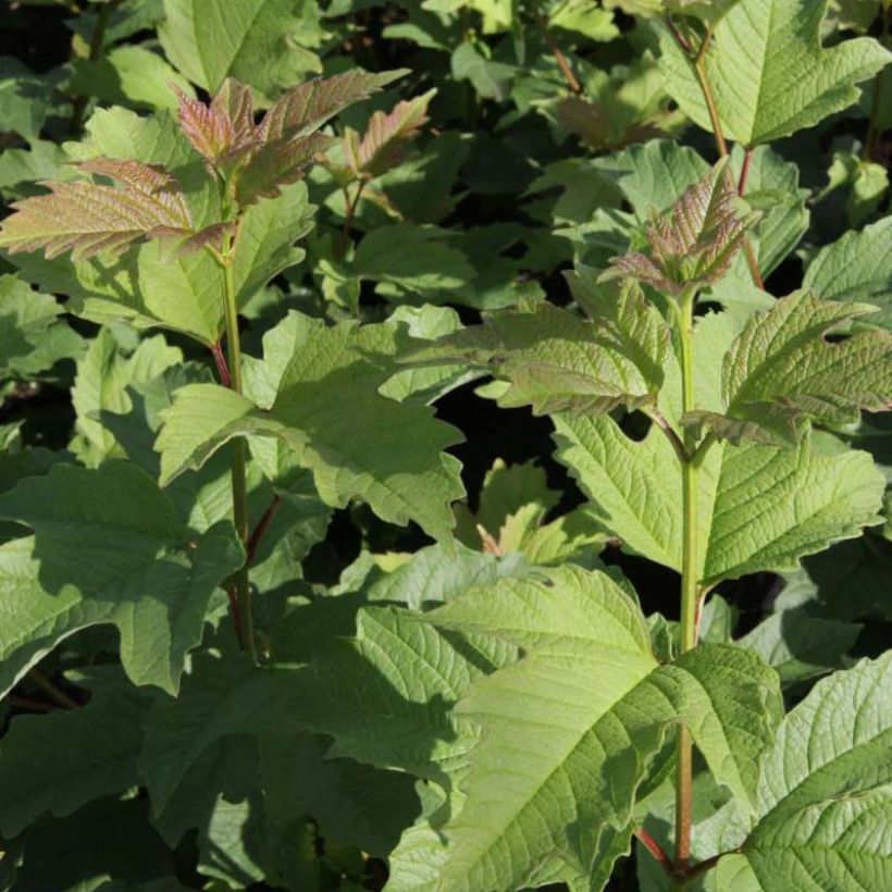 Viburnum trilobum Wentworth - Viburno (Follaje)
