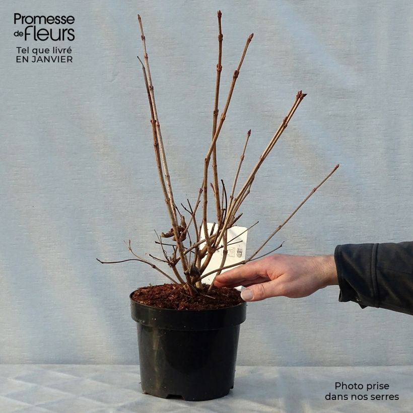 Viburnum trilobum Wentworth - Viburno Maceta 3L/4L Ejemplar entregado en invierno