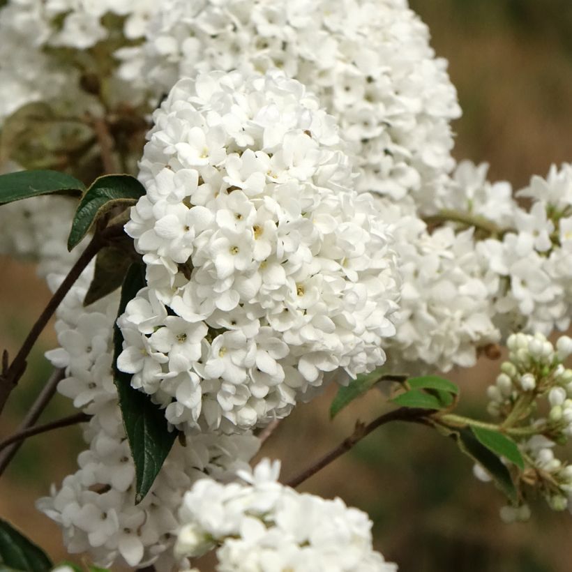 Viburnum utile Eskimo - Viburno (Floración)